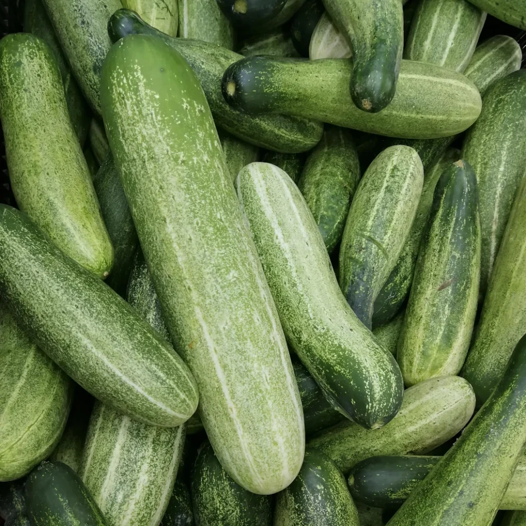 Les Paniers de Locmaria - Paniers de légumes Kervignac - Hennebont - Acheter des Concombre
