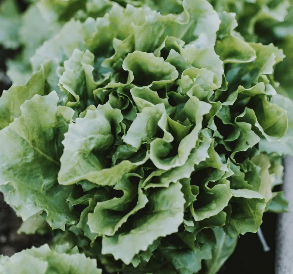 Les Paniers de Locmaria - Paniers de légumes Kervignac - Hennebont - Acheter des Salade