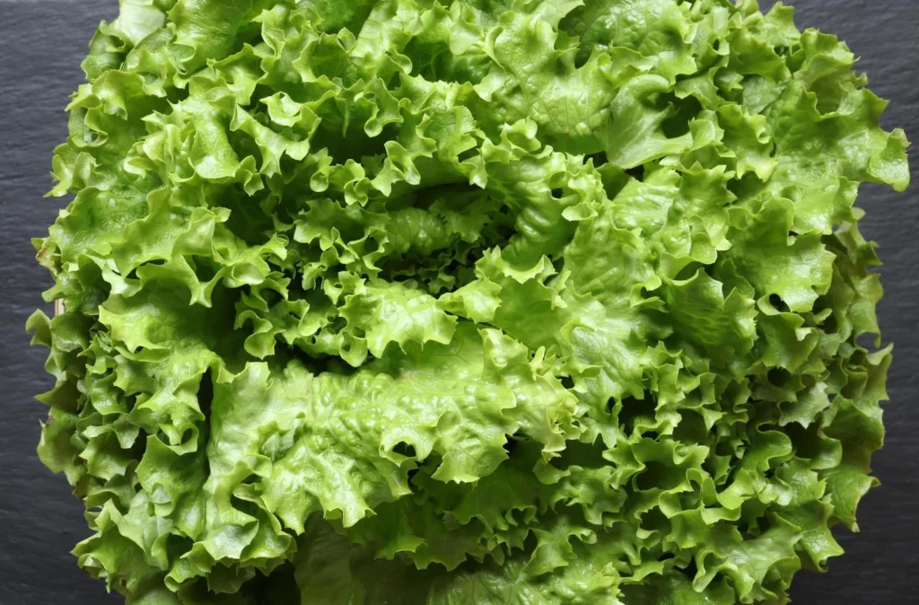 Les paniers de Locmaria - vente directe producteur Kervignac - salade - Batavia