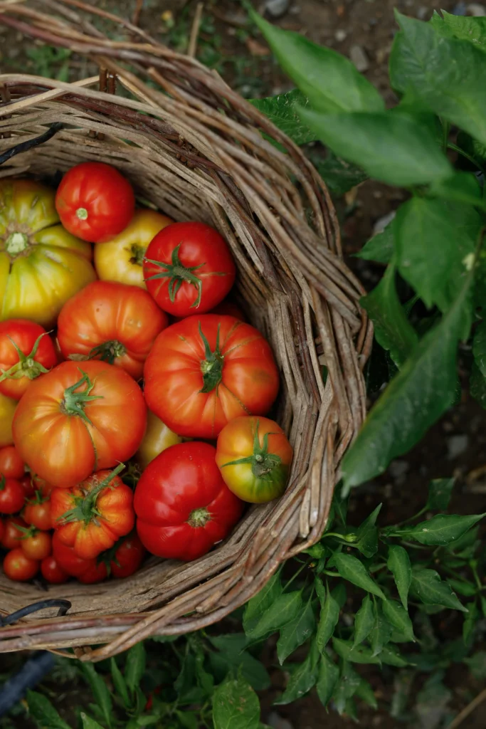 Paniers de fruits et légumes de saison direct producteur circuit court - Kervignac - Hennebont acheter tomates saison