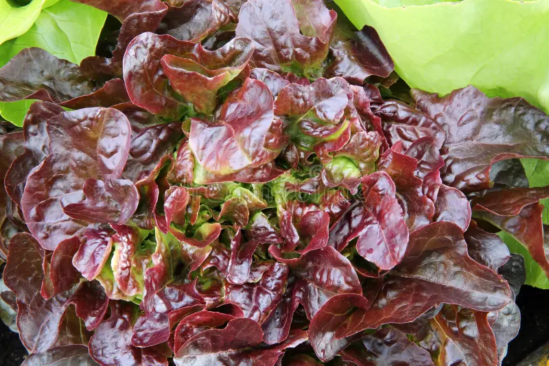 Les paniers de Locmaria - vente directe producteur Kervignac - salade - Chêne rouge