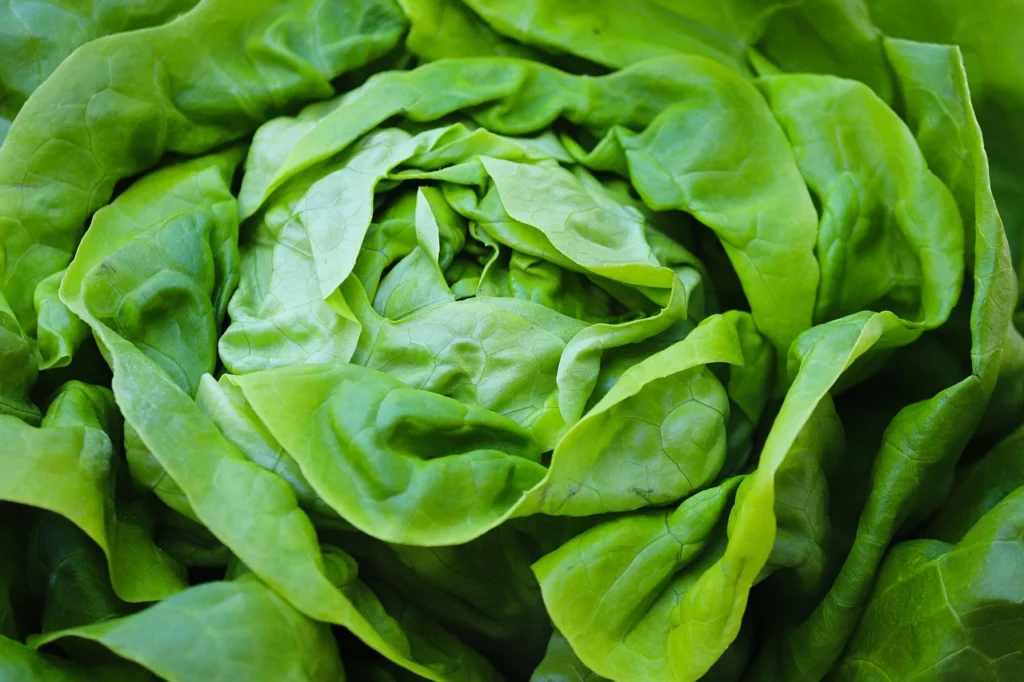 Les paniers de Locmaria - vente directe producteur Kervignac - salade - Laitue
